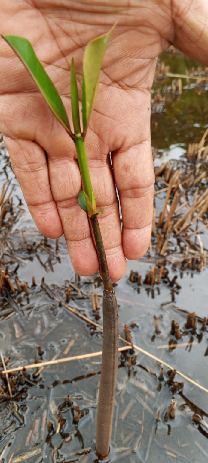 Jeune pousse de mangrove